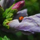 |ladybug|