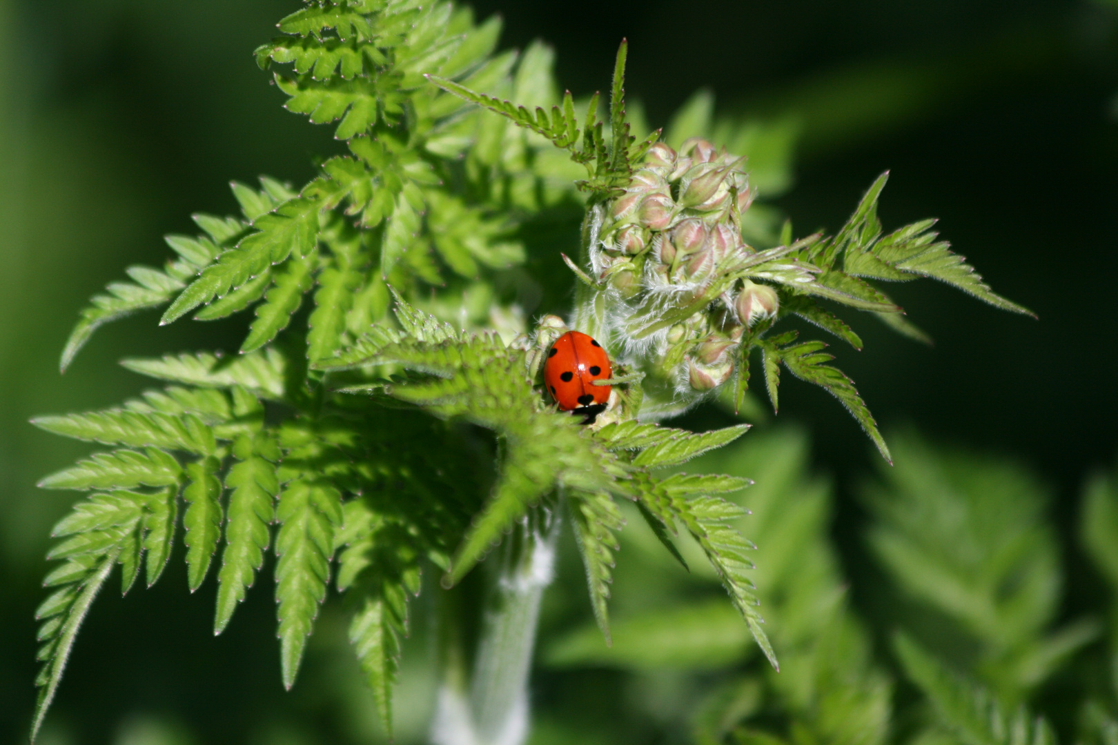 Ladybug