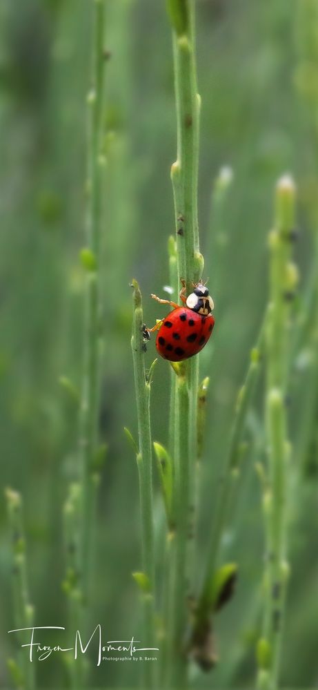 LADYBUG