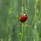 LADYBUG