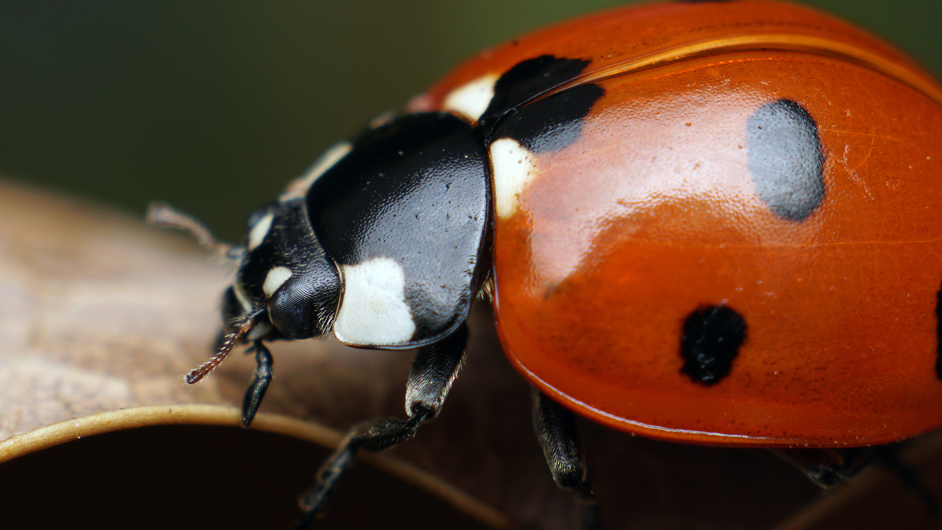 Ladybug