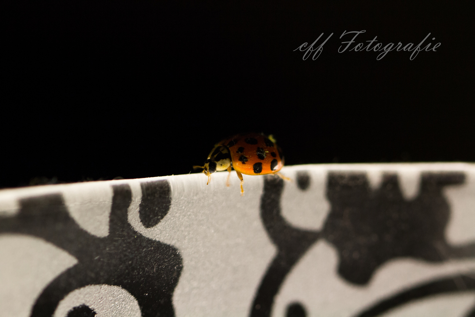 Ladybug