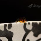 Ladybug