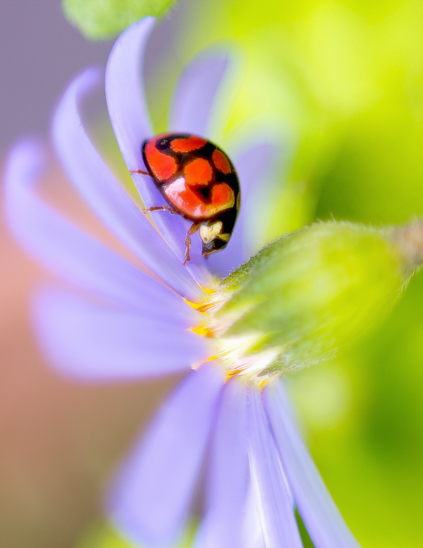 Ladybug