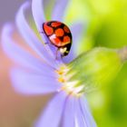 Ladybug