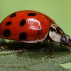 Ladybug