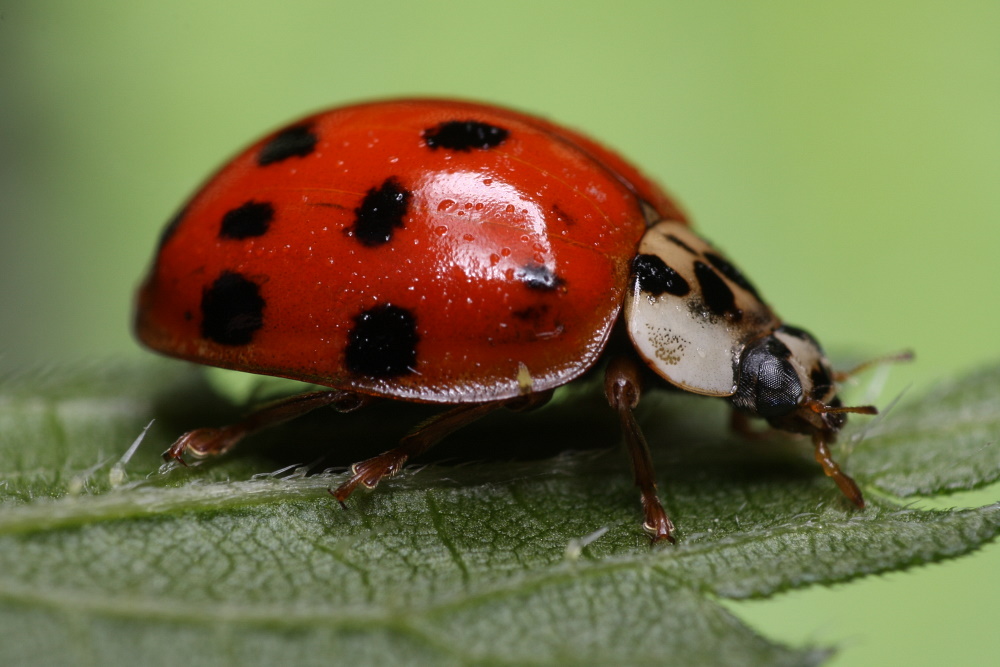 Ladybug