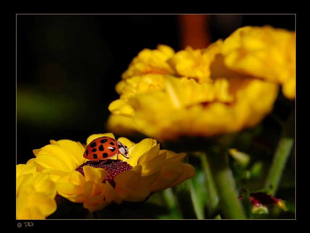 ladybug