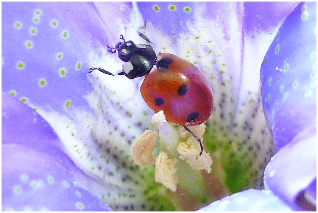 Ladybug