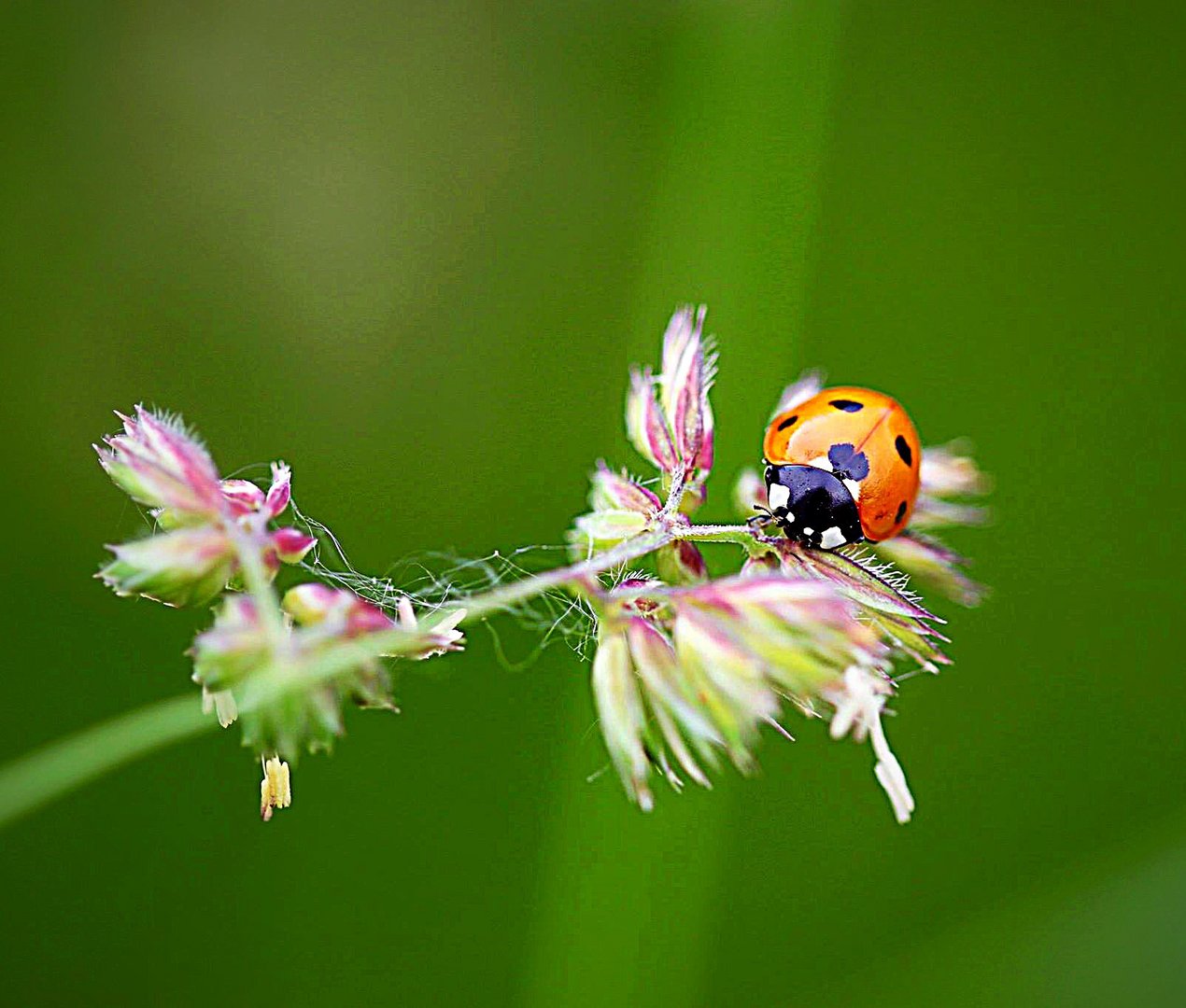 Ladybug 