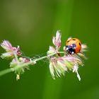 Ladybug 