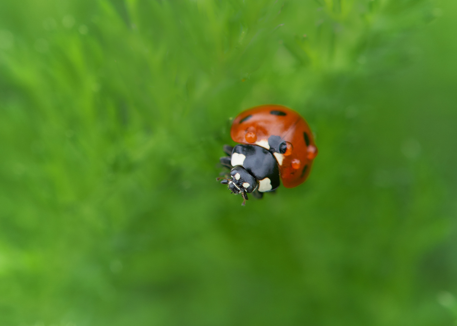 Ladybug