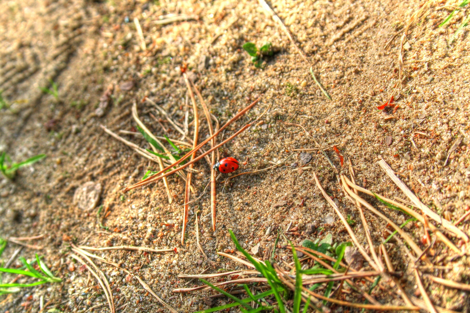 Ladybug