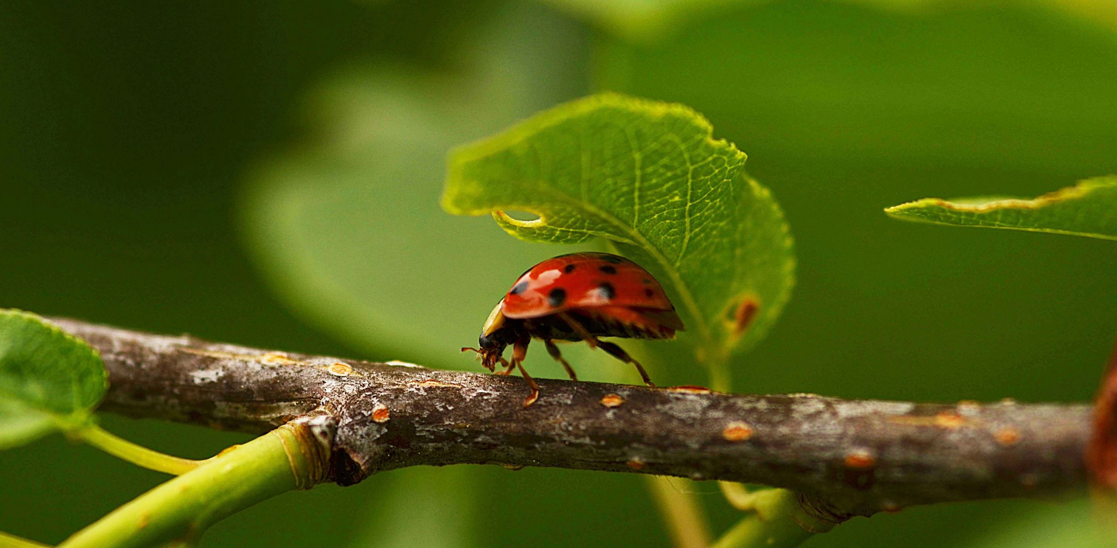 ladybug