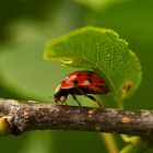 ladybug