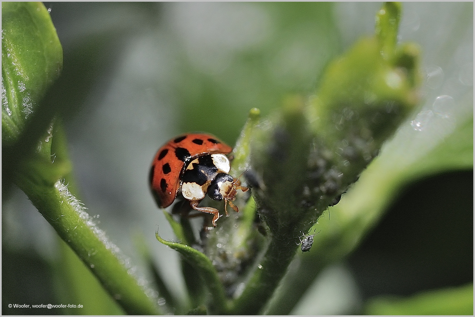 Ladybug