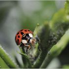 Ladybug