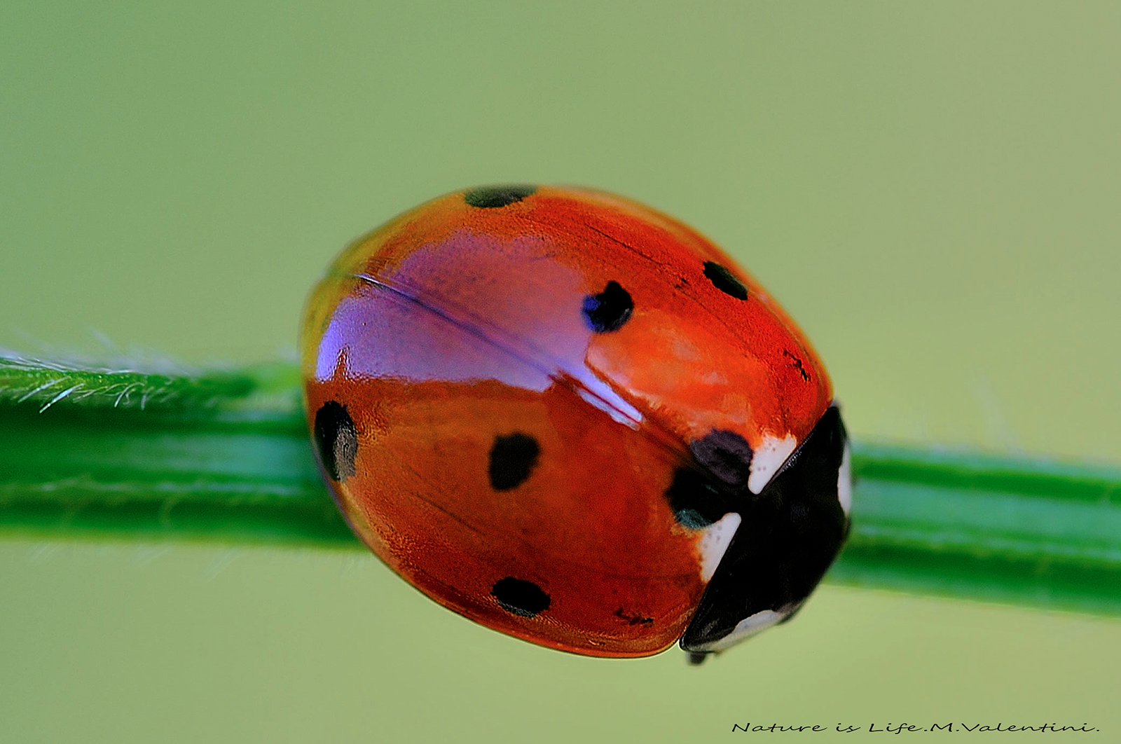 Ladybug.