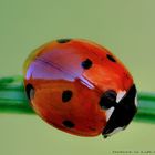 Ladybug.