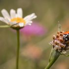 Ladybug