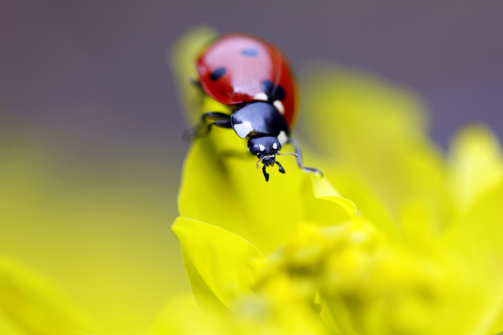 Ladybug