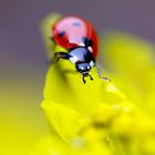 Ladybug