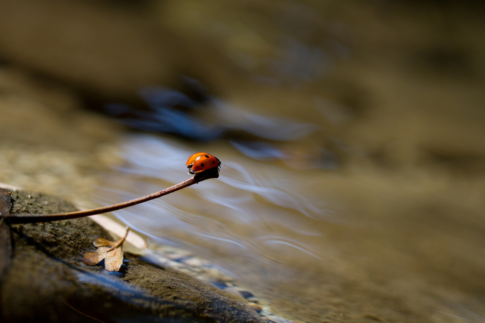 ladybug