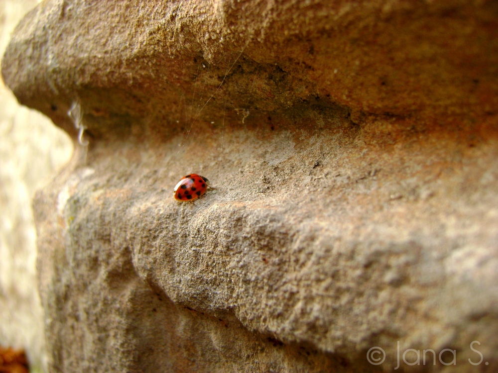 Ladybug