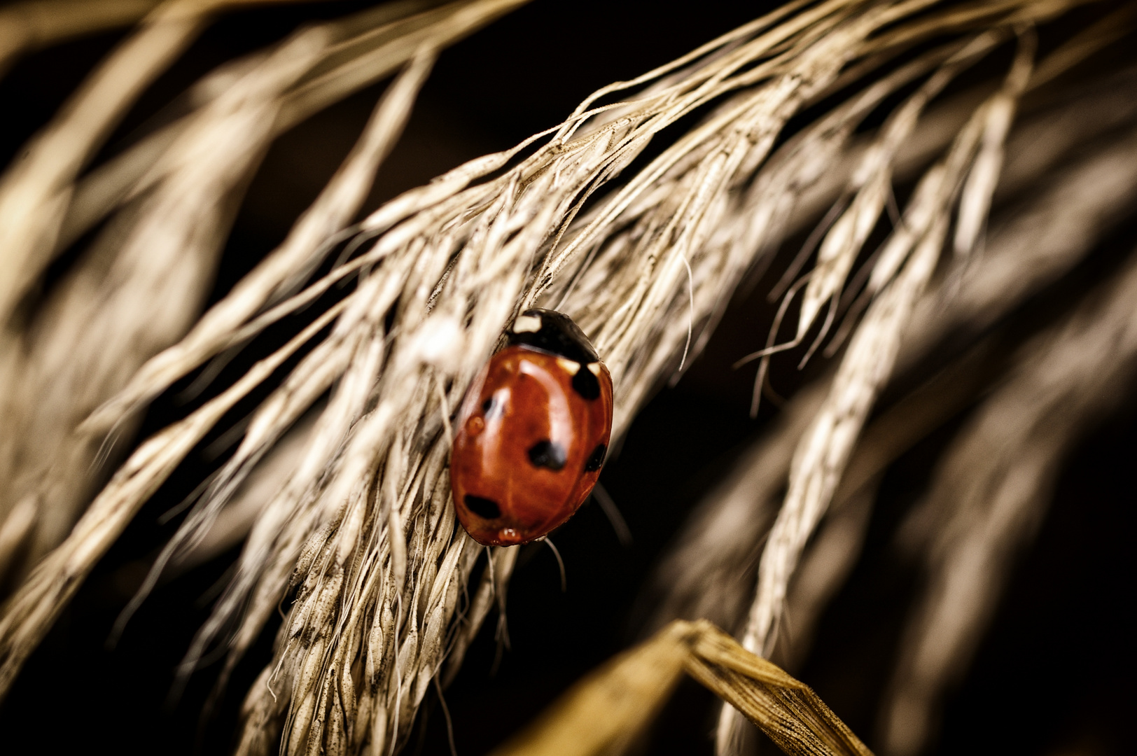 Ladybug