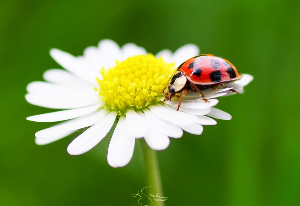 Ladybug