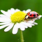 Ladybug