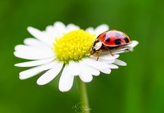 Ladybug