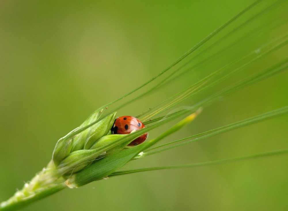 Ladybug