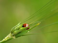 Ladybug