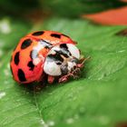 -Ladybug-