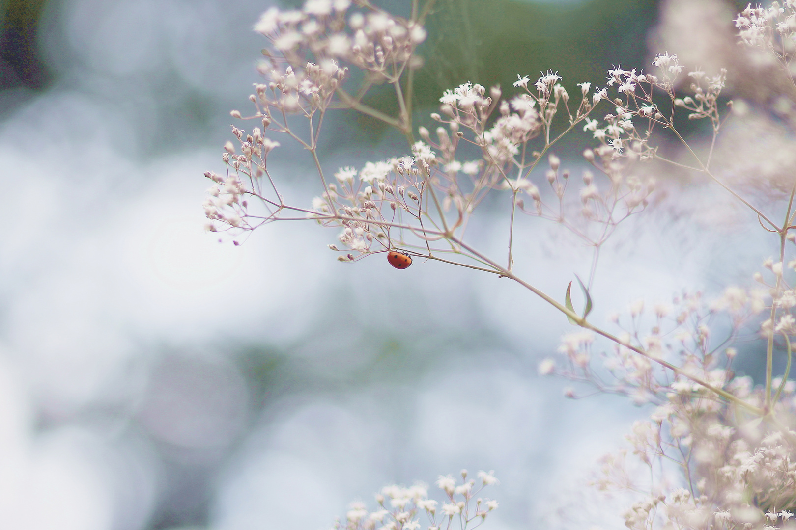 Ladybug