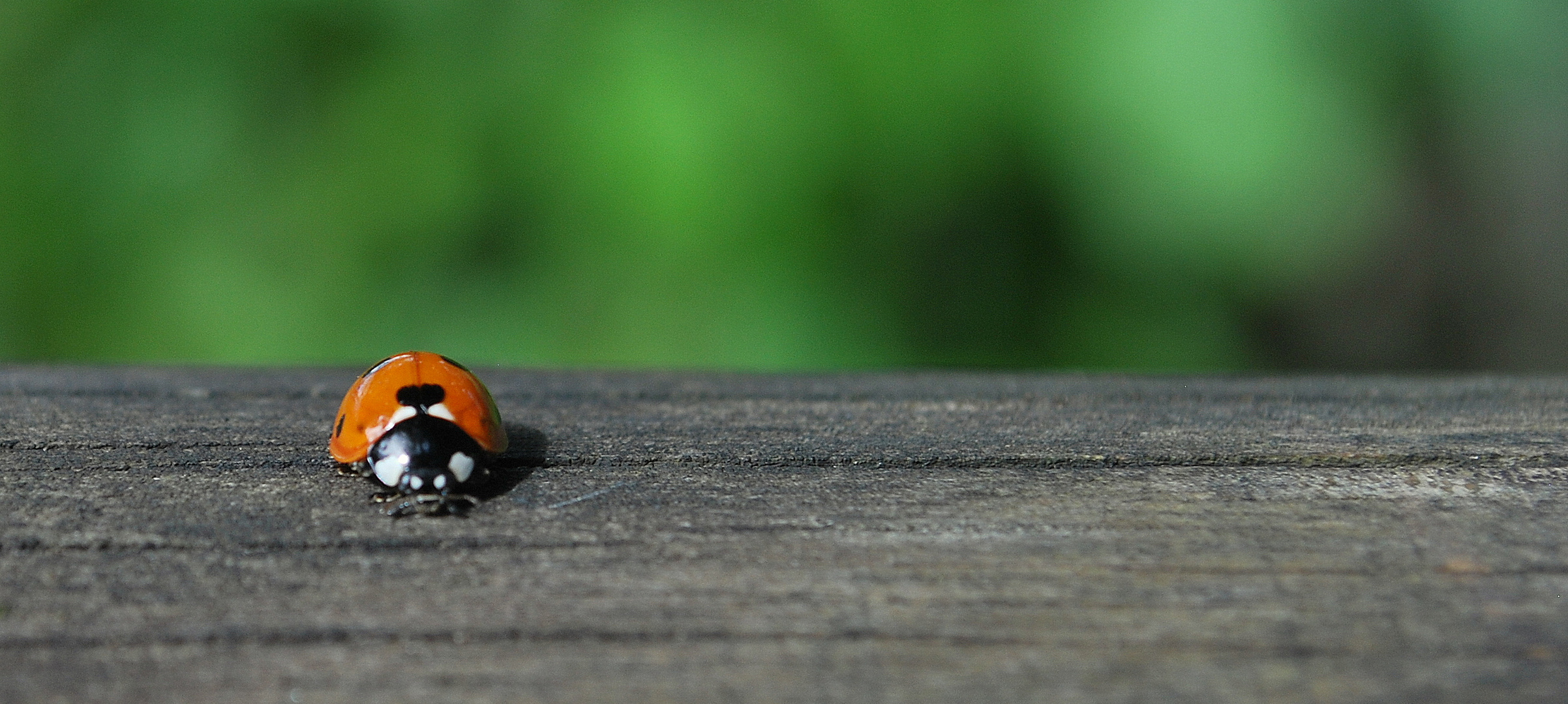 Ladybug