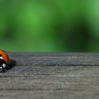 Ladybug