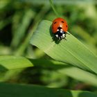 ladybug