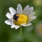 Ladybug after the rain