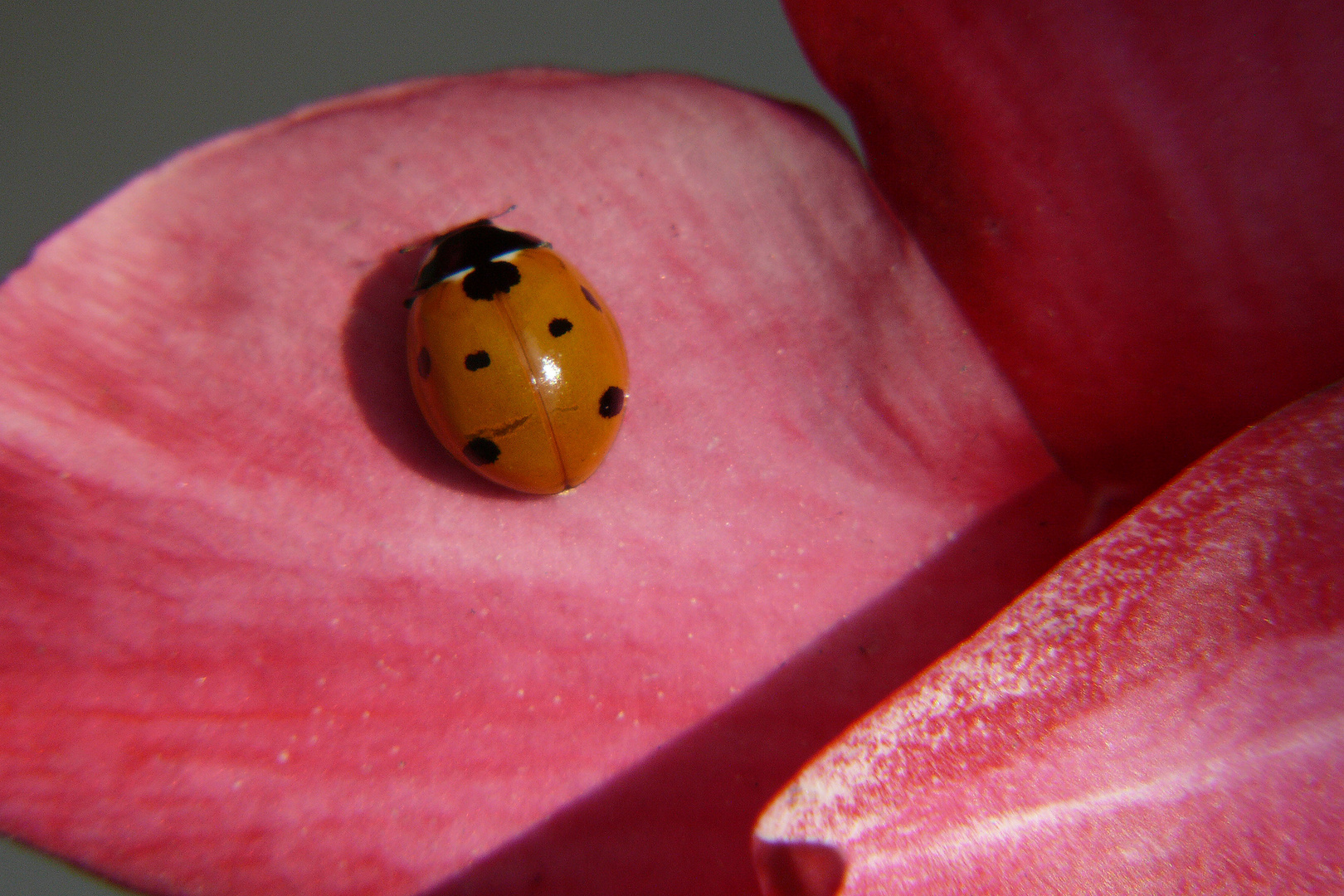 Ladybug Asleep