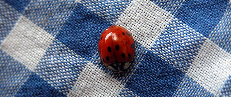 Ladybug at a Picnic
