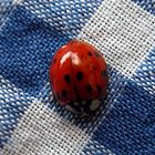 Ladybug at a Picnic