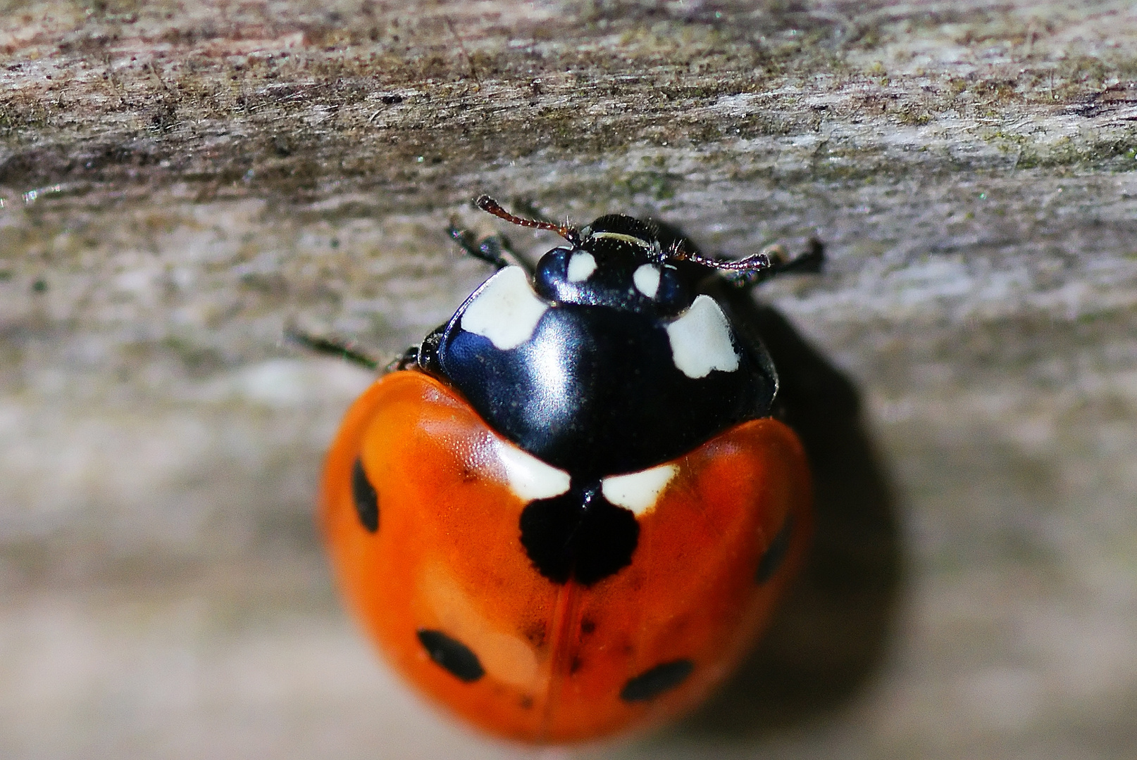 Ladybug