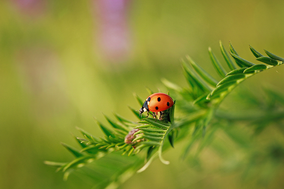 ladybug