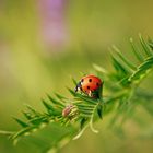 ladybug