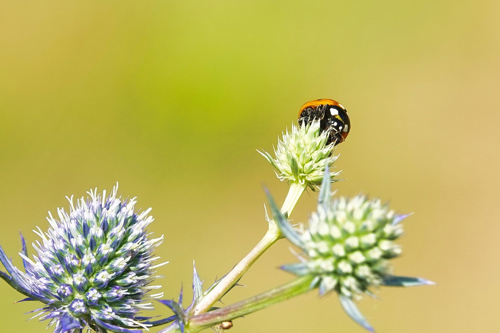 Ladybug