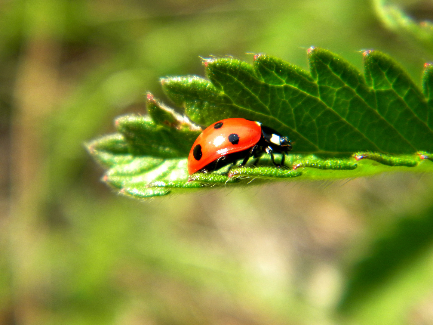 ladybug