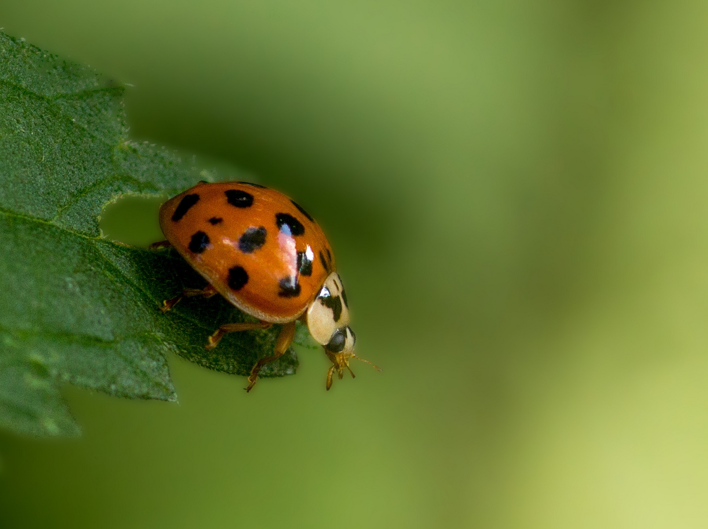 Ladybug