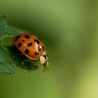 Ladybug